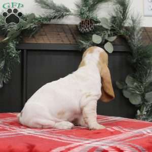 Scooter, Basset Hound Puppy